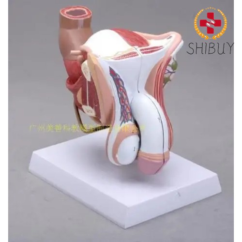 Anatomy life size male - 1:1,