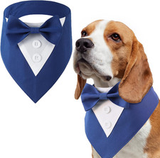 Papillon Cane Matrimonio -