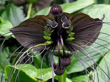 TACCA CHANTRIERI, 10 semi di piante di ORCHIDEA TROPICALE