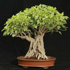 Semi seeds ficus religiosa - 20,