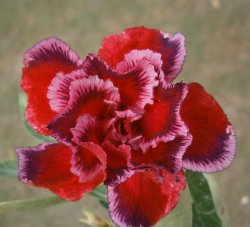 Rosa del deserto adenium - deserto,