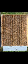 arnie apicoltura nuclei