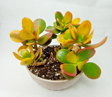 CRASSULA OVATA TRICOLOR, jade