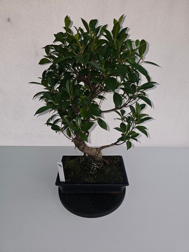 Bonsai ficus microcarpa - bonsai,
