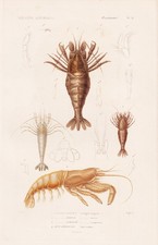 Gamberi Crangon Vulgaris