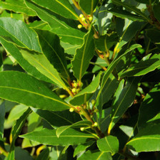 Pianta laurus nobilis - pianta,