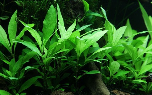Acquario pianta hygrophila - pianta,