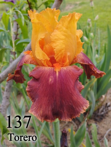 Rizoma iris germanica - rizoma,