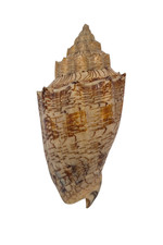 Conchiglia Shell VOLUTA EBRAEA