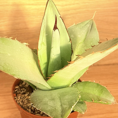 Agave titanota white - ,