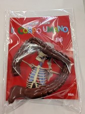 Corpo umano uscita 34 - corpo,