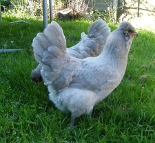 8 Uova Miste Di Galline