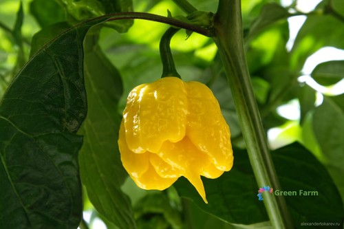 Semi peperoncino più - 50,