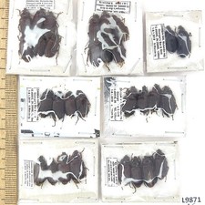 Carabidae sp., 30 ex., A1/A1-