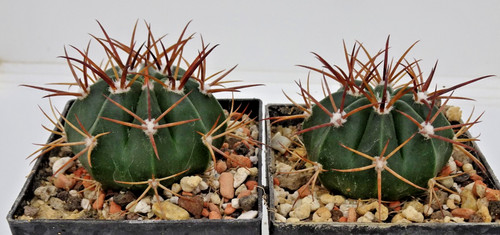 Cactus melocactus - cactus,