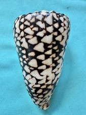 Bellissima lumaca mare - bellissima, di
