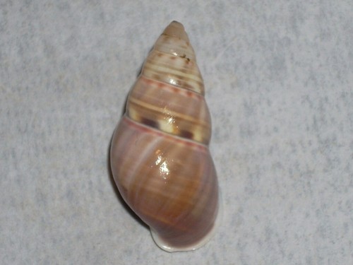 Amphidromus filozonatus - amphidromus,