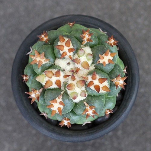 Pianta cactus 6 cm - di,