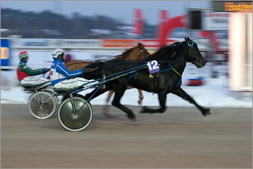 Scandinavian coldblood trotter - scandinavian,
