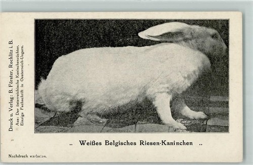 Coniglio gigante belga bianco