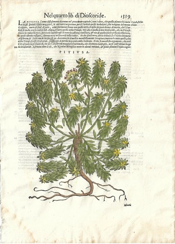 Stampa antica mattioli - stampa,