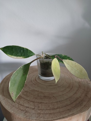 Talea radicata hoya - radicata, di