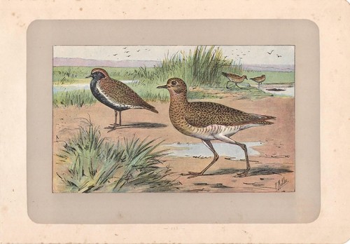 Uccelli piviere dorato - piviere,