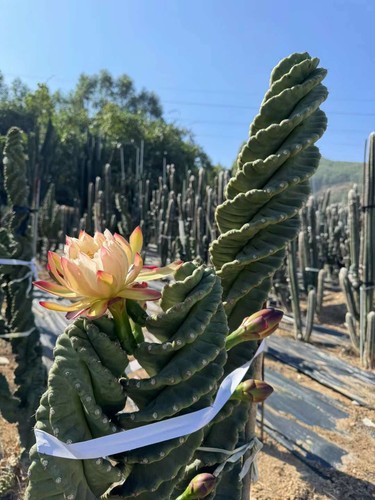 Tornado pianta cactus - pianta, di