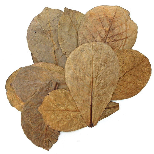 Foglie catappa mandorlo - 10,
