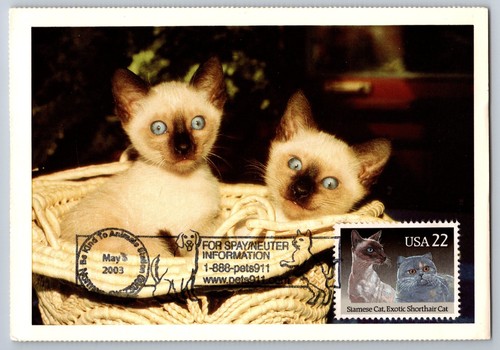 2372 maxi card - card, gatti