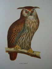 RISORGIMENTO-IN MEMORIA DI P