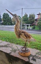Uccelli imbalsamati - uccelli,