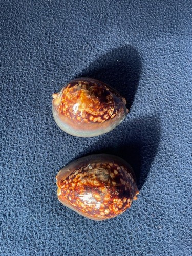 Conchieglie ciprea - conchieglie, (cypraea)