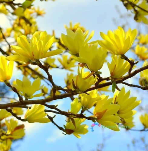 Semi giallo yulan magnolia - yulan,