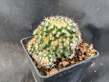MAMMILLARIA EICHLAMII -VIVAIO IL GIARDINO DI MAYA- CACTUS A6