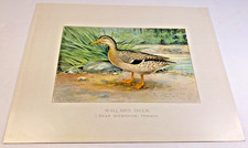 Vintage Mallard Duck (Anas