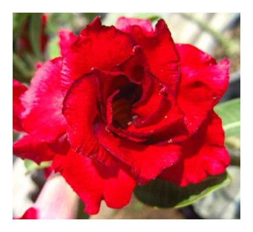 Semi adenium obesum - adenium,