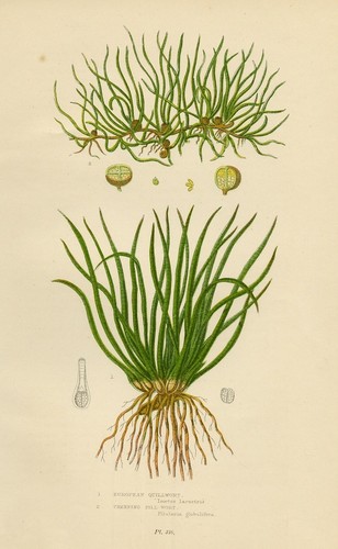 Stampa botanica antica 1899 - botanica,