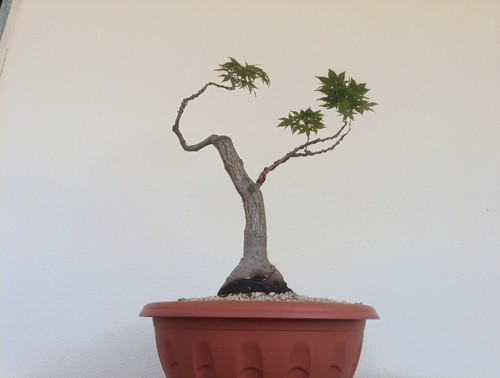 Bonsai acero palmato - bonsai,