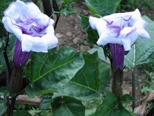 🔥 Datura BALLERINA BLUE 15