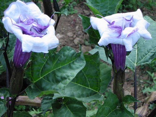 Datura ballerina blue - blue, 15