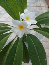Pianta di Plumeria