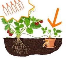 Moltiplicazione fragole 20pz - fragole,