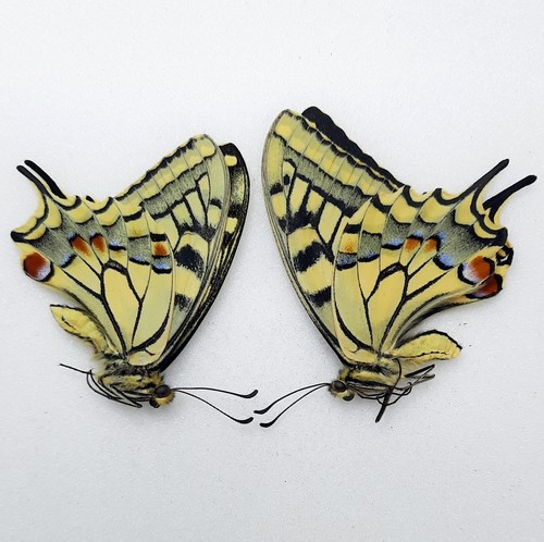 Papilio machaon - n°55, (couple)