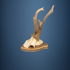 187CA Trofeo di capriolo 