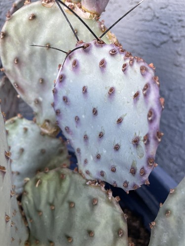 Cactus fico india viola - cactus,