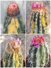 Melocactus VARIETÀ MIX