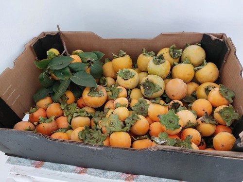 Semi caco diospyros - semi🍅di,