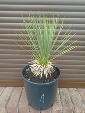 Yucca Rostrata piccola n.1