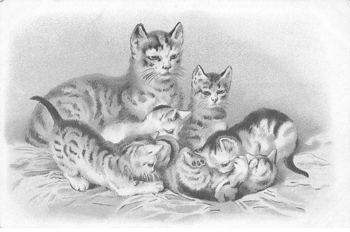 Gatti dc500 mamma - gatto, e